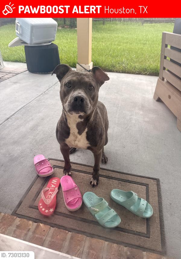 Lost Male Dog last seen Near Cedar Ridge Lane Houston, TX 77089, Houston, TX 77089