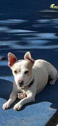 Reunited Female Dog last seen Edinger and Fairview , Santa Ana, CA 92707