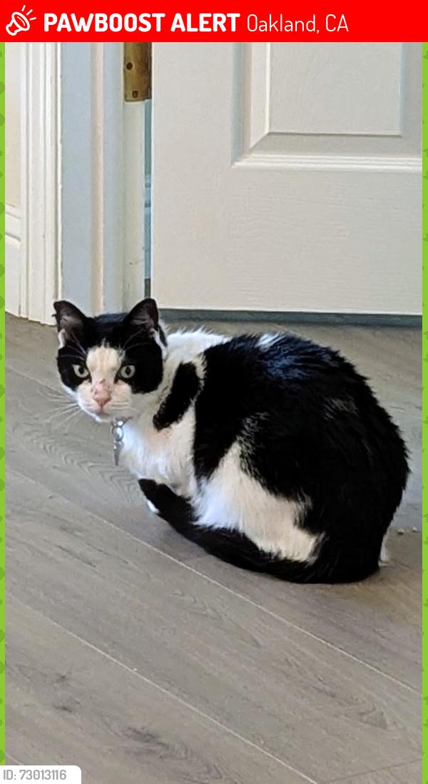Lost Female Cat last seen Martin Luther King Jr Way & West St, Oakland, CA 94609