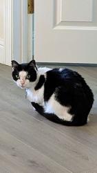 Lost Female Cat last seen Martin Luther King Jr Way & West St, Oakland, CA 94609