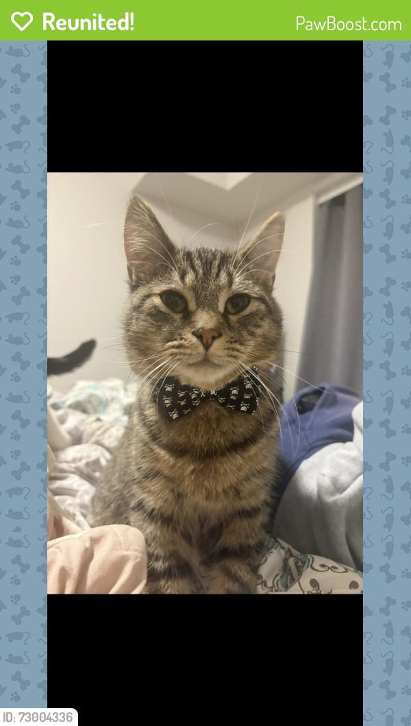 Reunited Male Cat last seen Bayridge drive , Kingston, ON K7M 8T2