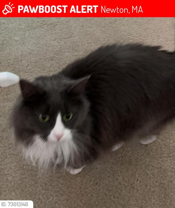Deceased Female Cat last seen River Street, Newton, MA 02465