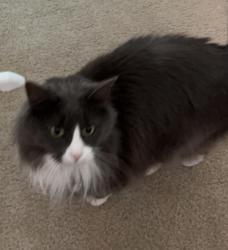 Lost Female Cat last seen River Street, Newton, MA 02465