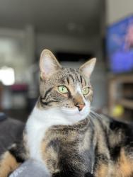 Reunited Male Cat last seen Near e Evans pl, Aurora, CO 80013