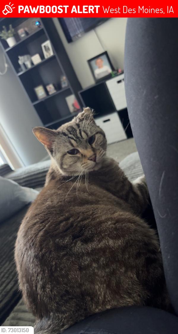 Lost Female Cat last seen Corner of EP True and 52nd St, West Des Moines, IA 50265
