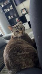 Lost Female Cat last seen Corner of EP True and 52nd St, West Des Moines, IA 50265