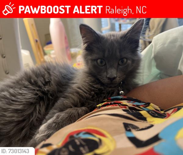 Lost Male Cat last seen Tryon Rd, Raleigh, NC 27610