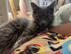 Lost Male Cat last seen Tryon Rd, Raleigh, NC 27610