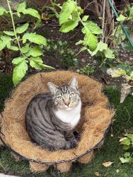 Lost Male Cat last seen Meridian and Hamilton , San Jose, CA 95125