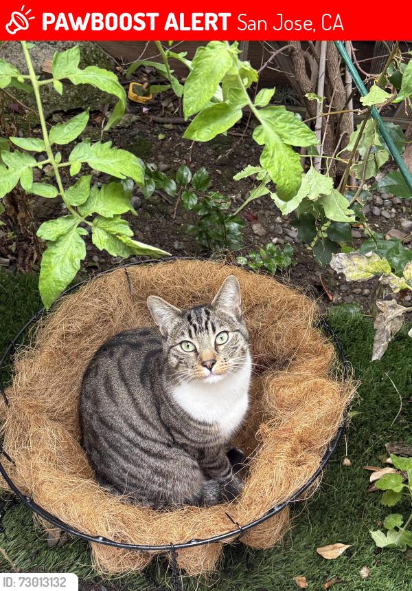 Lost Male Cat last seen Meridian and Hamilton , San Jose, CA 95125