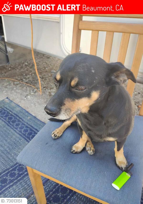 Lost Male Dog last seen 6th st  and Chestnut ave, Beaumont, CA 92223
