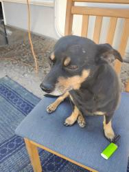 Lost Male Dog last seen 6th st  and Chestnut ave, Beaumont, CA 92223