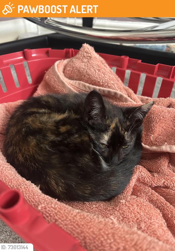 Found/Stray Female Cat last seen Tesco Extra Stretford, Stretford, England M32 0QW