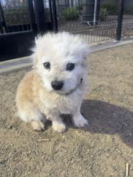 Reunited Male Dog last seen I street and Cucamonga Ave, Ontario, CA 91764