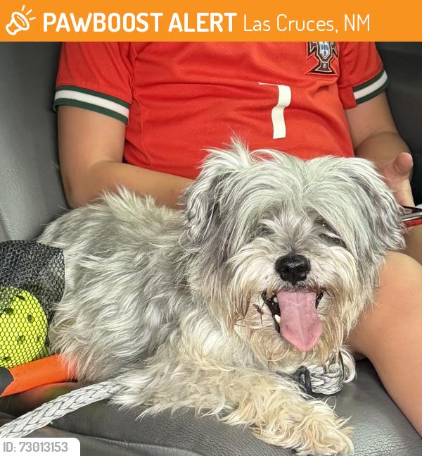 Found/Stray Male Dog last seen Del Rey, Las Cruces, NM 88012