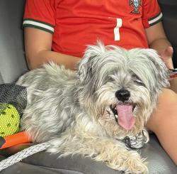 Found/Stray Male Dog last seen Del Rey, Las Cruces, NM 88012