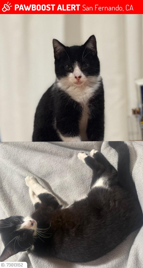 Lost Male Cat last seen Maclay Avenue and Glenoaks Boulevard, located in San Fernando, CA 91340.  , San Fernando, CA 91341