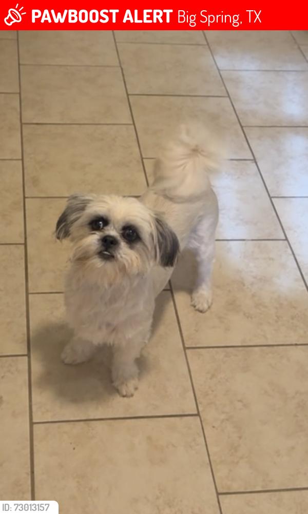 Lost Female Dog last seen Near north scurry, Big Spring, TX 79720