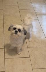 Lost Female Dog last seen Near north scurry, Big Spring, TX 79720
