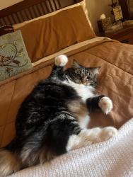Lost Female Cat last seen Near cades drive Piedmont sc 29673, Piedmont, SC 29673