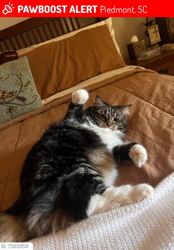 Lost Female Cat last seen Near cades drive Piedmont sc 29673, Piedmont, SC 29673