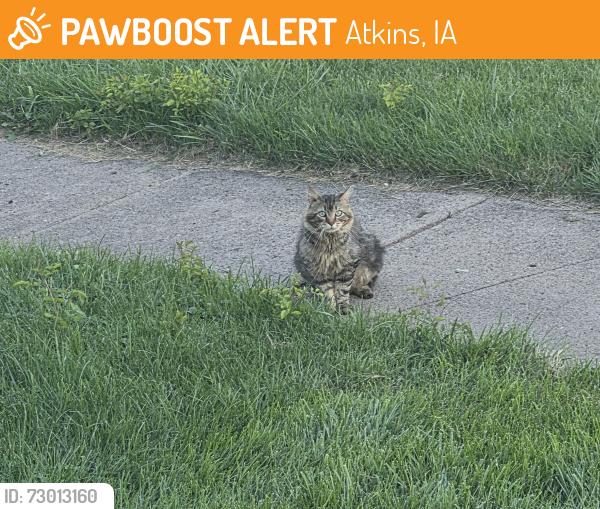 Found/Stray Unknown Cat last seen ATKINS, IOWA, Atkins, IA 52206
