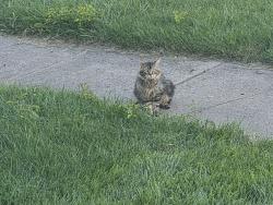 Found/Stray Unknown Cat last seen ATKINS, IOWA, Atkins, IA 52206