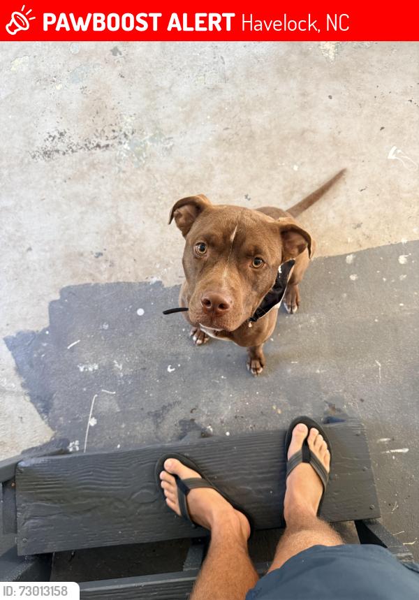 Lost Male Dog last seen Near Pineview St, Havelock, NC, Havelock, NC 28532