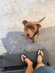 Lost Male Dog last seen Near Pineview St, Havelock, NC, Havelock, NC 28532
