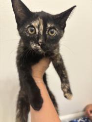 Found/Stray Female Cat last seen San Marcos Blvd (CVS parking lot), San Marcos, CA 92078