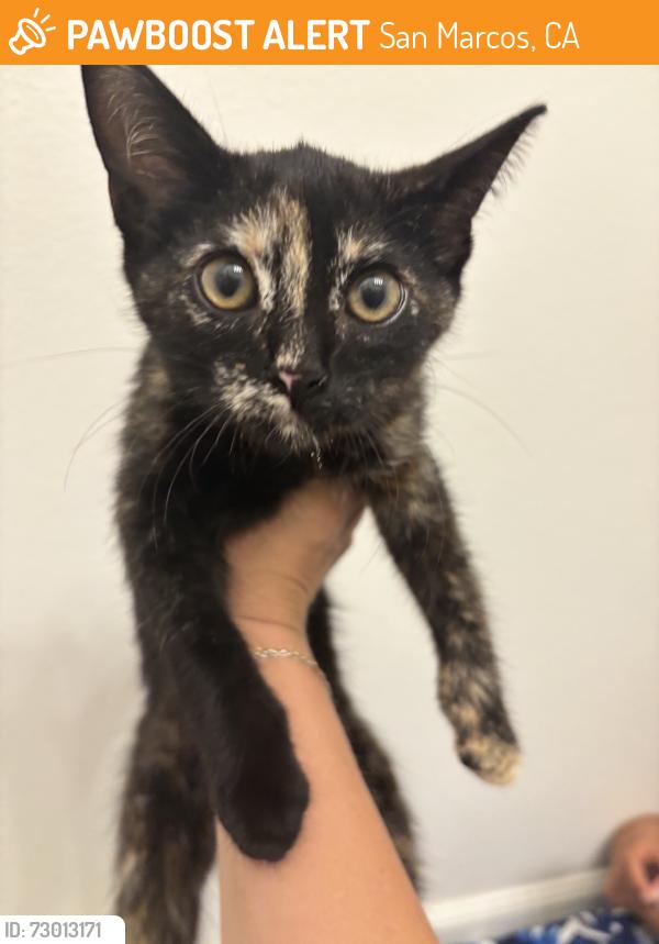 Found/Stray Female Cat last seen San Marcos Blvd (CVS parking lot), San Marcos, CA 92078