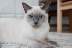Lost Female Cat last seen 4th Terrace, Barling, AR, Barling, AR 72923