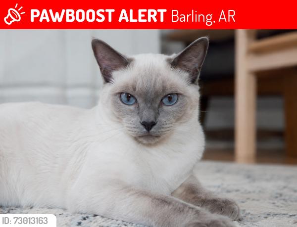 Lost Female Cat last seen 4th Terrace, Barling, AR, Barling, AR 72923
