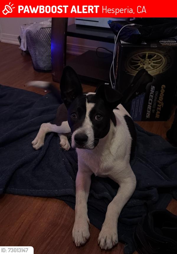 Lost Female Dog last seen Mission crest area, Hesperia, CA 92344