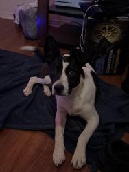 Lost Female Dog last seen Mission crest area, Hesperia, CA 92344
