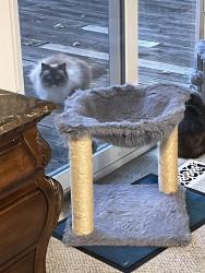 Found/Stray Unknown Cat last seen 99th and Monrovia Lenexa KS, Lenexa, KS 66215