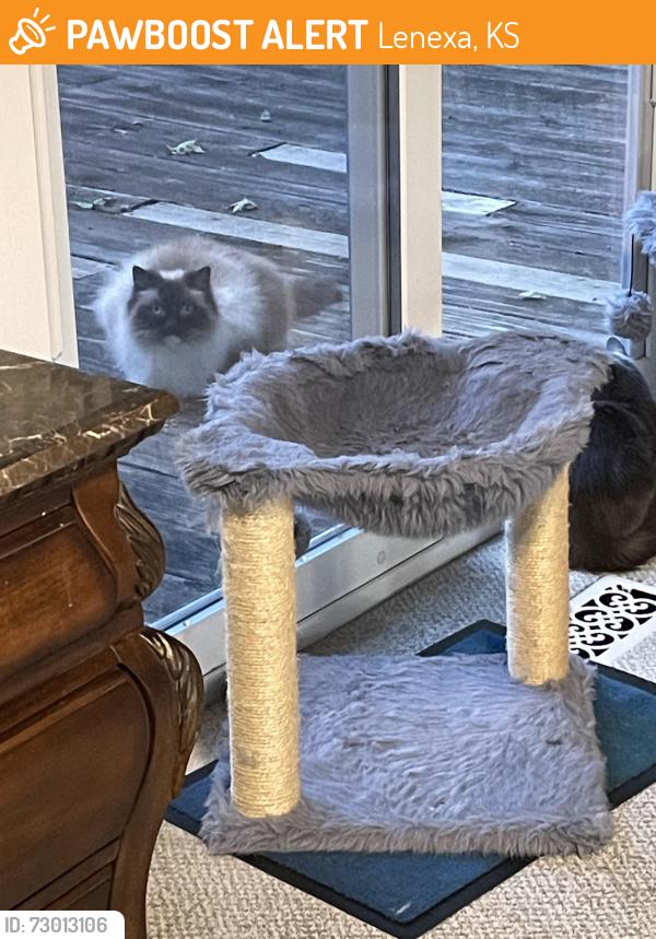 Found/Stray Unknown Cat last seen 99th and Monrovia Lenexa KS, Lenexa, KS 66215