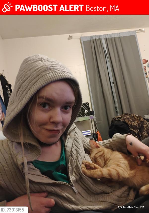 Lost Male Cat last seen Near oakwood Street , Boston, MA 02124