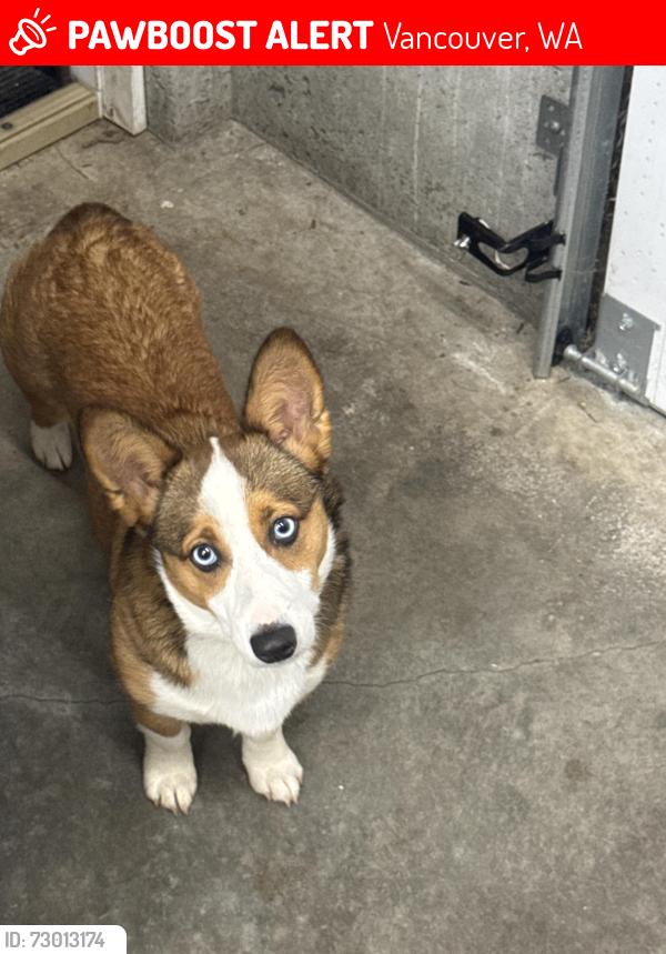 Lost Female Dog last seen Cascadia Tech Acadeny, Vancouver, WA 98682