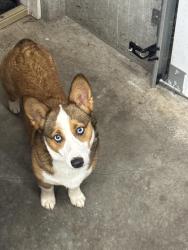 Lost Female Dog last seen Cascadia Tech Acadeny, Vancouver, WA 98682