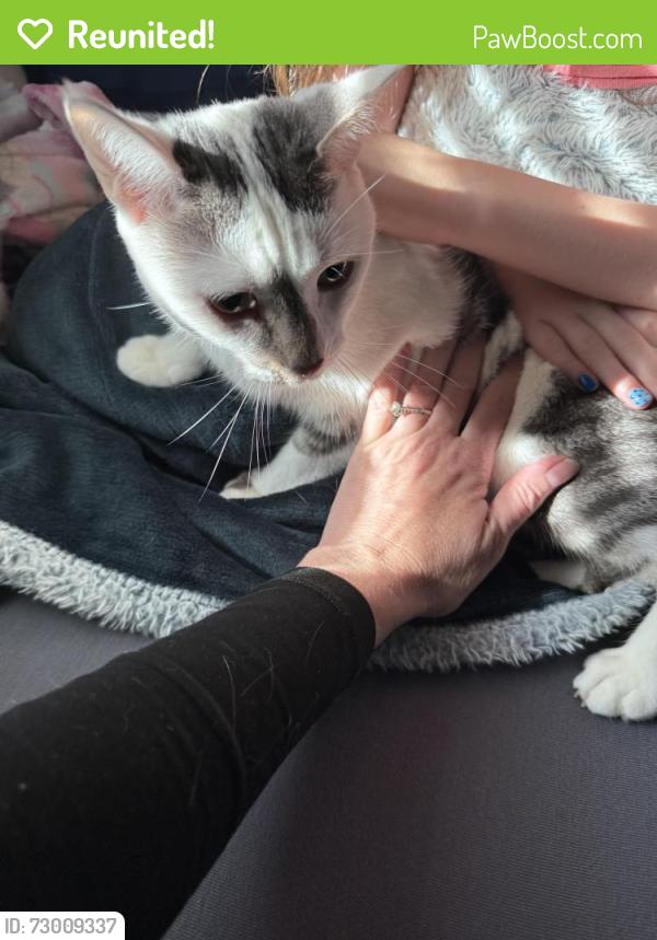 Reunited Female Cat last seen Sonja Dr and Campbell Station, Knoxville, TN 37934
