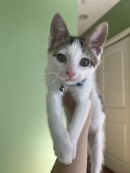 Reunited Male Cat last seen 19th St and Tasker St, Philadelphia, PA 19146