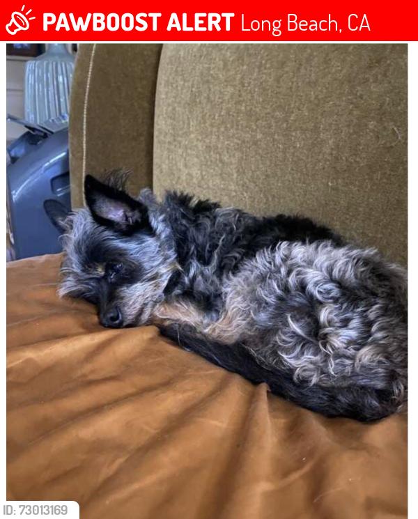 Lost Female Dog last seen Belmont Pier Long Beach CA, Long Beach, CA 90803