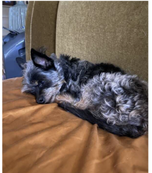 Lost Female Dog last seen Belmont Pier Long Beach CA, Long Beach, CA 90803