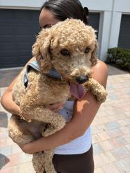 Reunited Male Dog last seen SW 45th St. and SW 27th Ave., Ft. Lauderdale (Dania Beach) Just north of Griffin, Fort Lauderdale, FL 33312