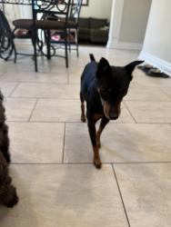 Reunited Male Dog last seen Jersey ave. New Brunswick nj, New Brunswick, NJ 08901