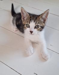 Found/Stray Unknown Cat last seen Opposite Palmers Green Library , Greater London, England N13 5UE