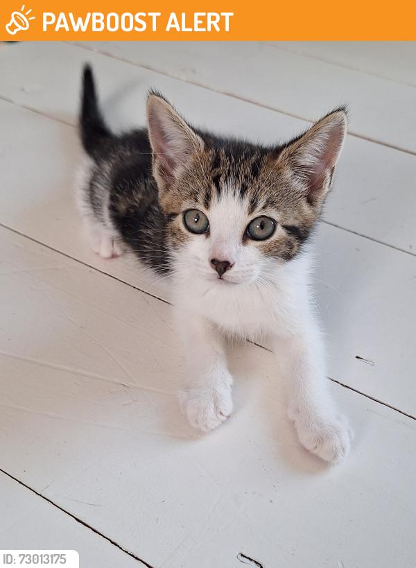 Found/Stray Unknown Cat last seen Opposite Palmers Green Library , Greater London, England N13 5UE