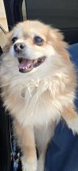 Reunited Female Dog last seen In Majestic Hills neighborhood, Henderson, NV 89052