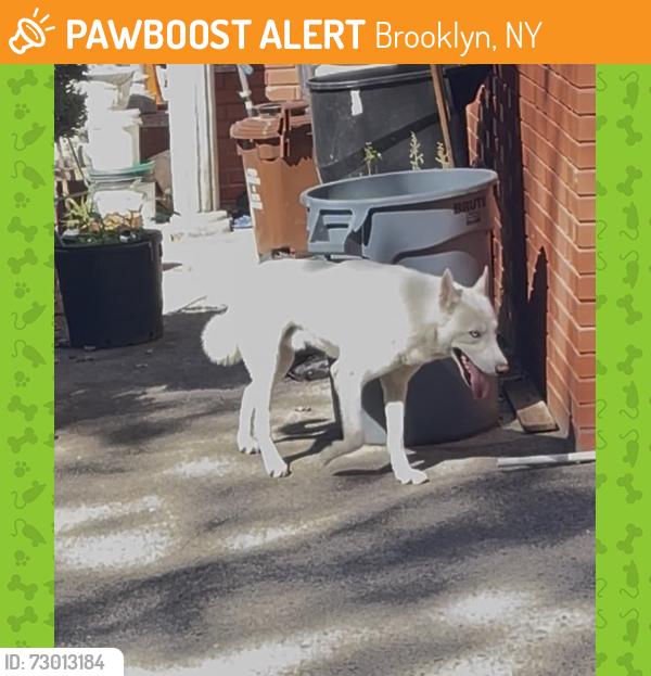 Found/Stray Unknown Dog last seen Ditmas Ave and Westminster , Brooklyn, NY 11218